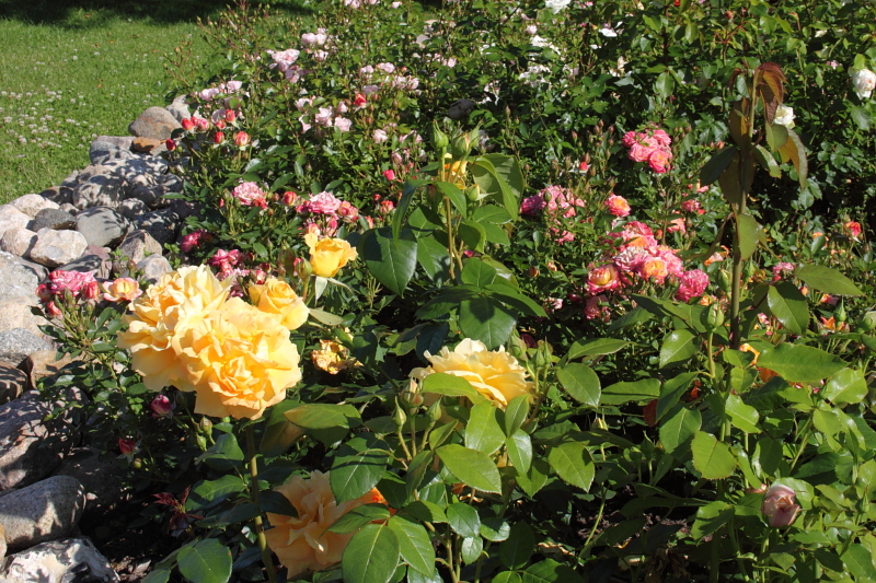 Killikus&reg; Fotographie