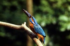 Killikus&reg; Fotographie