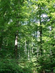 Killikus&reg; Fotographie