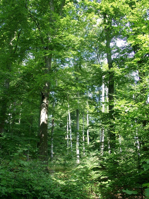 Killikus&reg; Fotographie