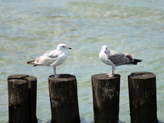 Killikus&reg; Fotographie