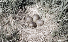 Killikus&reg; Fotographie