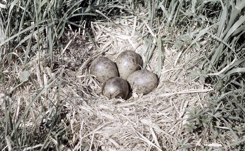 Killikus® Fotographie Killikus® Fotographie