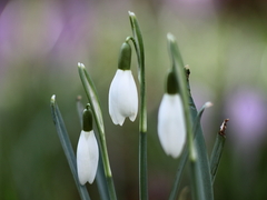 Killikus&reg; Fotographie