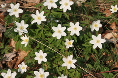 Killikus&reg; Fotographie