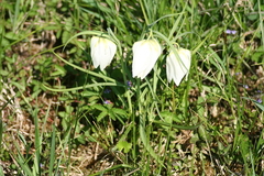 Killikus&reg; Fotographie