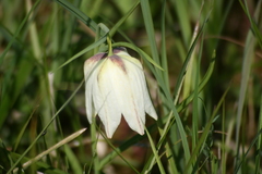 Killikus&reg; Fotographie