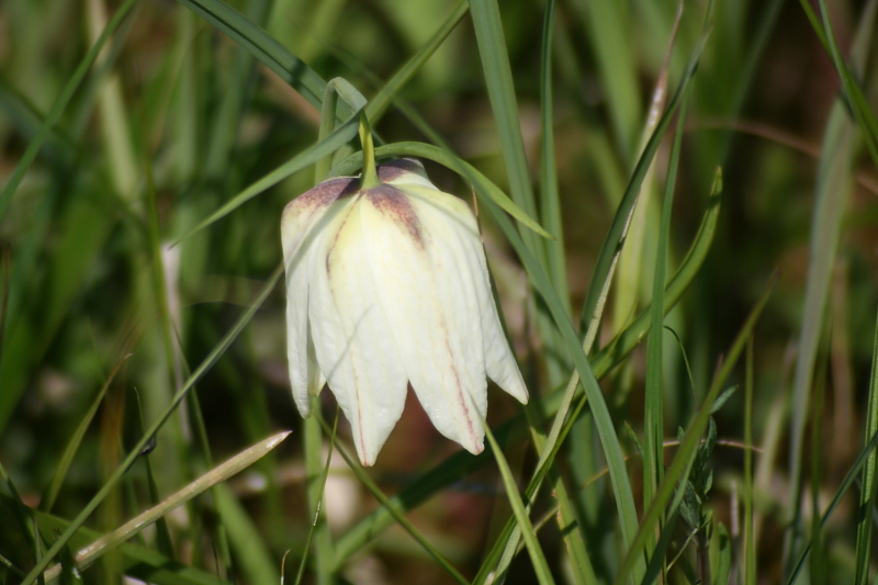 Killikus&reg; Fotographie