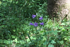 Killikus&reg; Fotographie