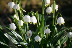 Killikus&reg; Fotographie