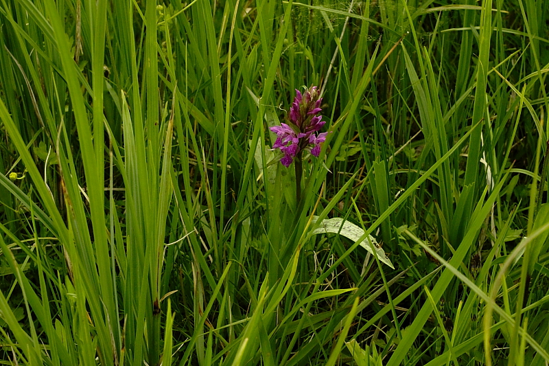 Killikus&reg; Fotographie