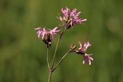 Killikus&reg; Fotographie