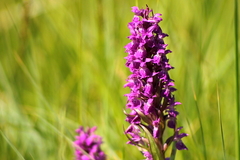 Killikus&reg; Fotographie