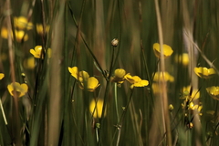 Killikus&reg; Fotographie