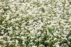 Killikus&reg; Fotographie