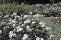 Killikus&reg; Fotographie