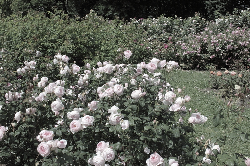 Killikus® Fotographie Killikus® Fotographie