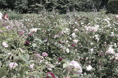 Killikus&reg; Fotographie