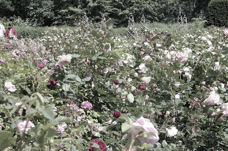 Killikus® Fotographie Killikus® Fotographie