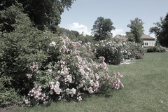 Killikus&reg; Fotographie