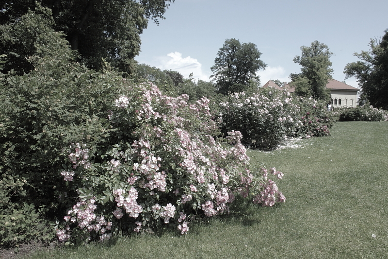 Killikus&reg; Fotographie