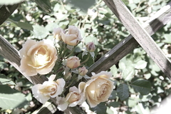 Killikus&reg; Fotographie