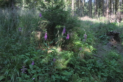 Killikus&reg; Fotographie