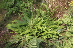 Killikus&reg; Fotographie