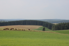 Killikus&reg; Fotographie