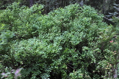 Killikus&reg; Fotographie