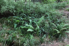 Killikus&reg; Fotographie