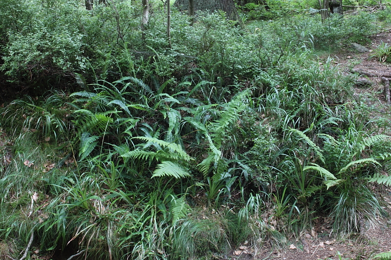 Killikus&reg; Fotographie