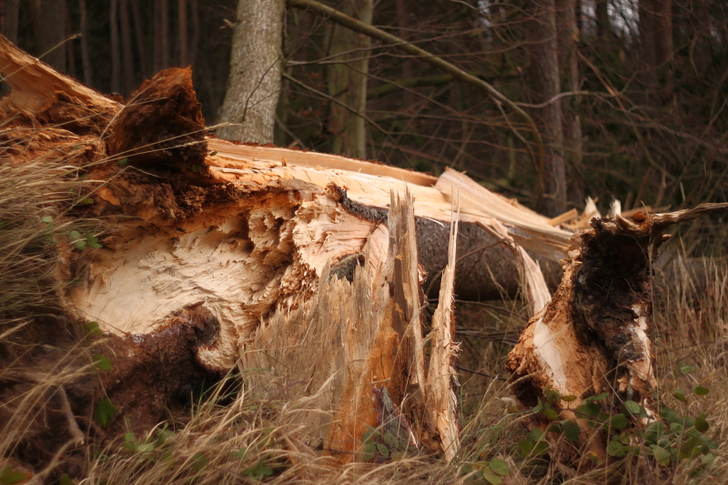 Killikus&reg; Fotographie