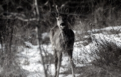 Killikus&reg; Fotographie