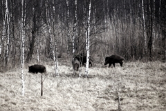 Killikus&reg; Fotographie