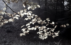 Killikus&reg; Fotographie