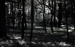 Killikus® Fotographie