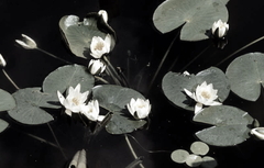 Killikus® Fotographie