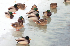 Killikus® Fotographie