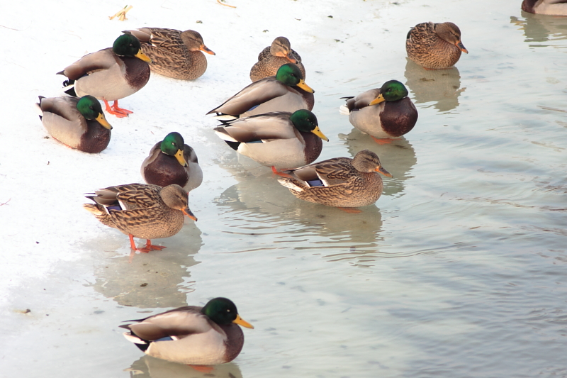 Killikus&reg; Fotographie