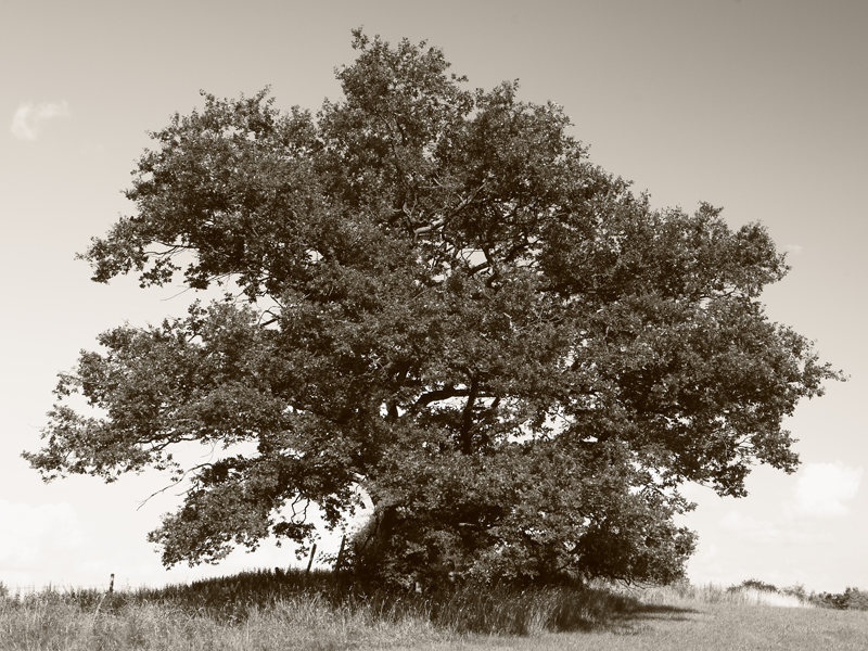 Killikus® Fotographie Killikus® Fotographie