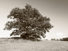 Killikus&reg; Fotographie