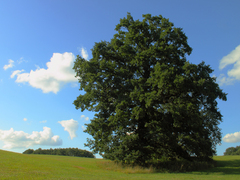 Killikus&reg; Fotographie