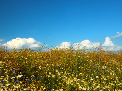 Killikus&reg; Fotographie