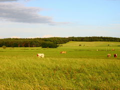 Killikus&reg; Fotographie