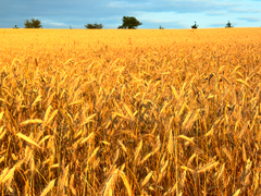 Killikus&reg; Fotographie