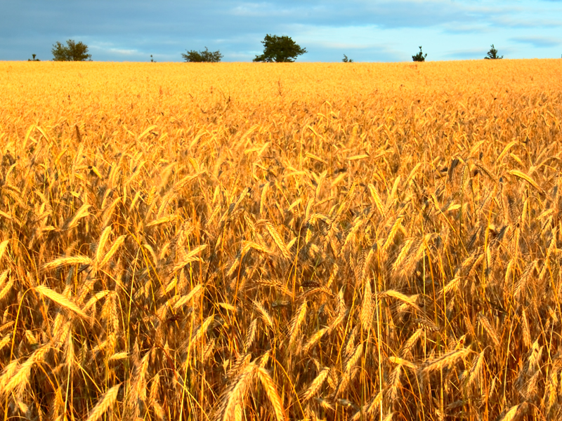 Killikus&reg; Fotographie