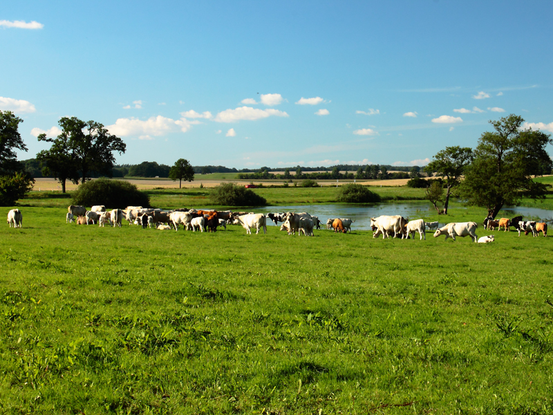 Killikus&reg; Fotographie