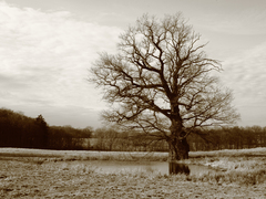 Killikus&reg; Fotographie