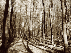 Killikus&reg; Fotographie